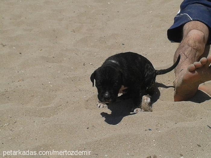 hera Dişi Amerikan Staffordshire Terrier