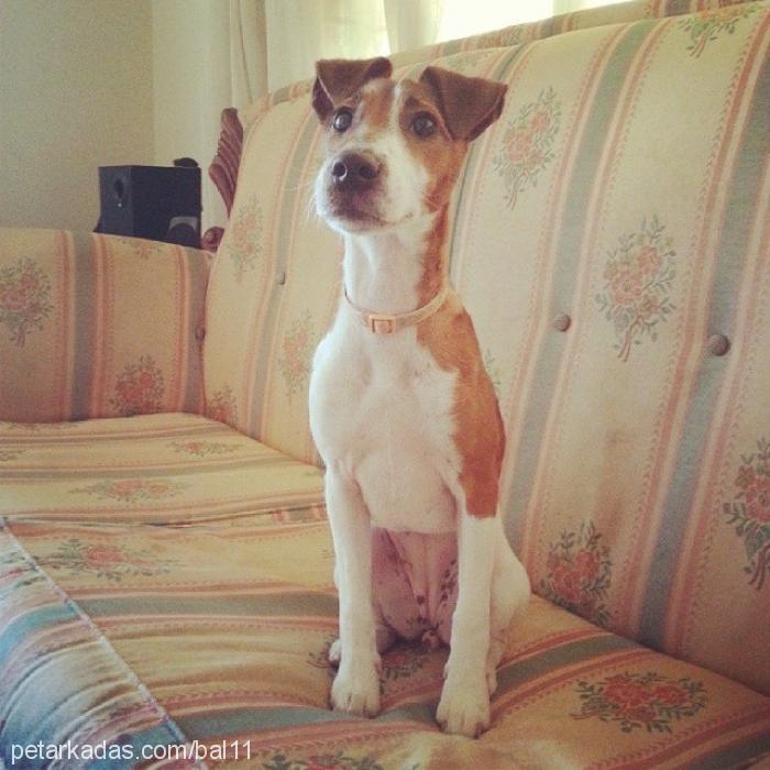 odİ Dişi Jack Russell Terrier