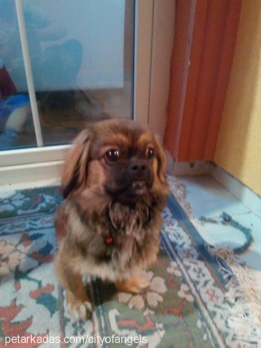 Şila Dişi Pekingese