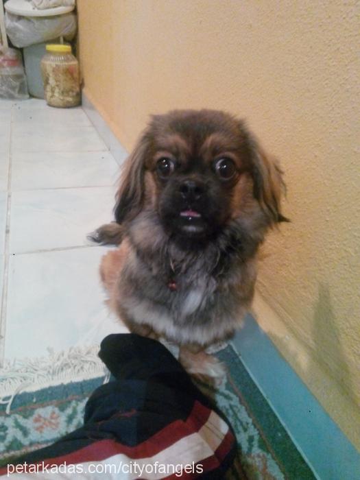 Şila Dişi Pekingese