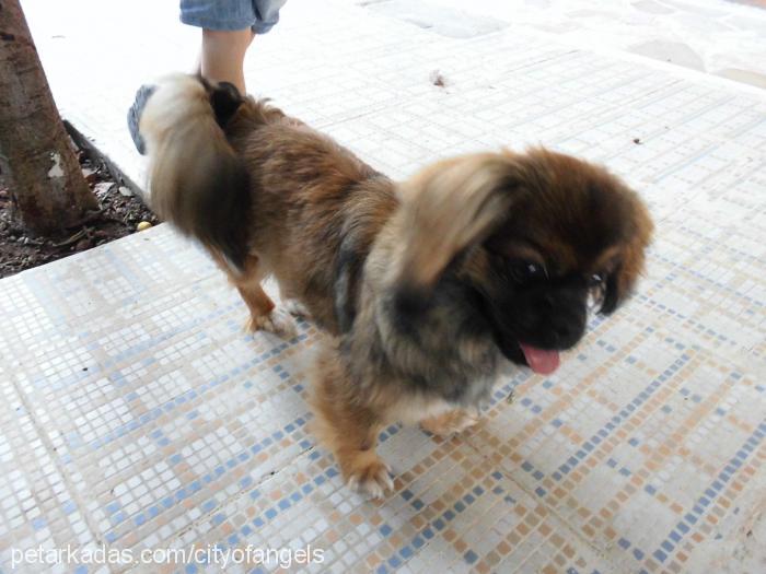 Şila Dişi Pekingese