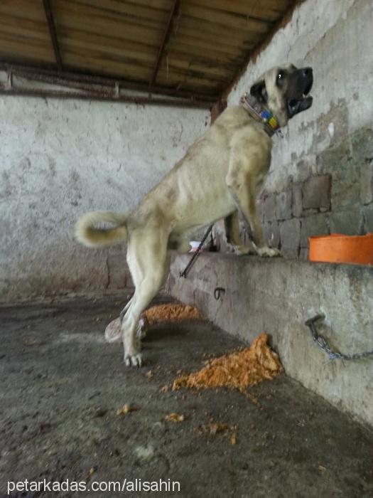 arap Erkek Kangal