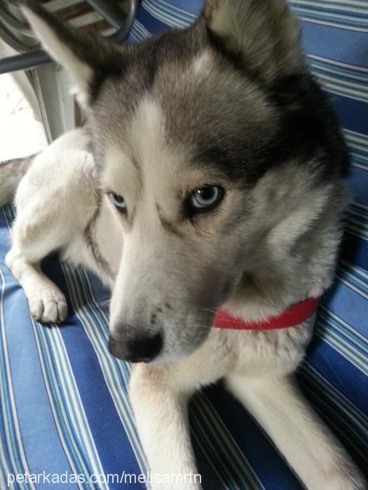 shila Dişi Sibirya Kurdu (Husky)