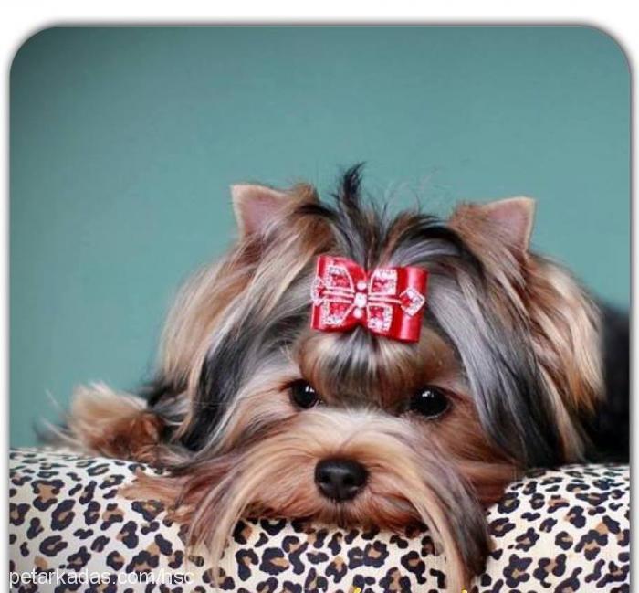 bella Dişi Yorkshire Terrier