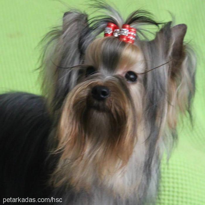 dİdoprometheuss Erkek Yorkshire Terrier