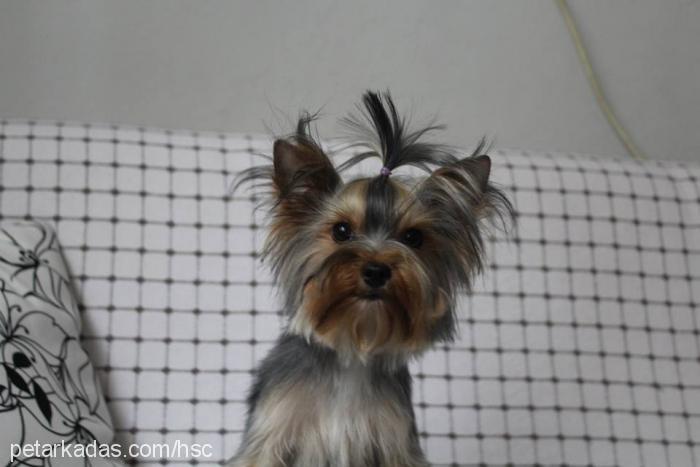 layla Dişi Yorkshire Terrier