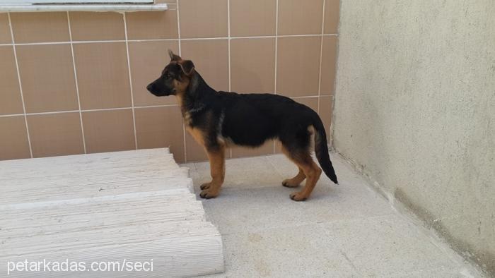 arlettavdcarmen Dişi Alman Çoban Köpeği