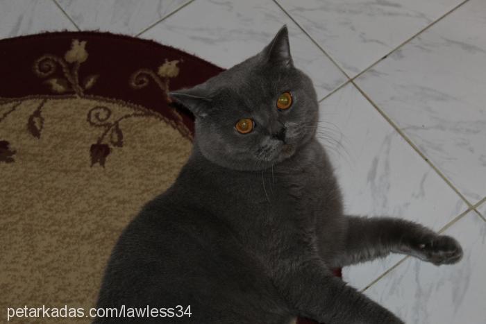 ohanzee Erkek British Shorthair