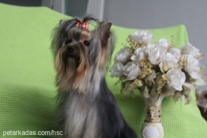 dİdoprometheuss Erkek Yorkshire Terrier