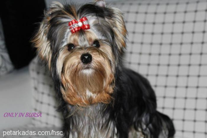 dİdoprometheuss Erkek Yorkshire Terrier