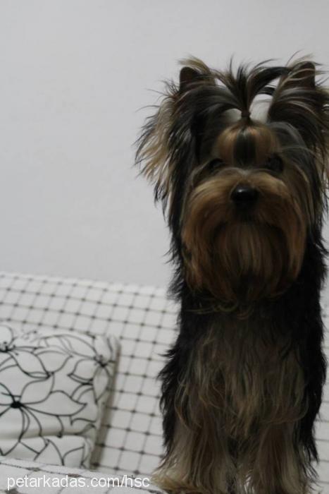 dİdoprometheuss Erkek Yorkshire Terrier