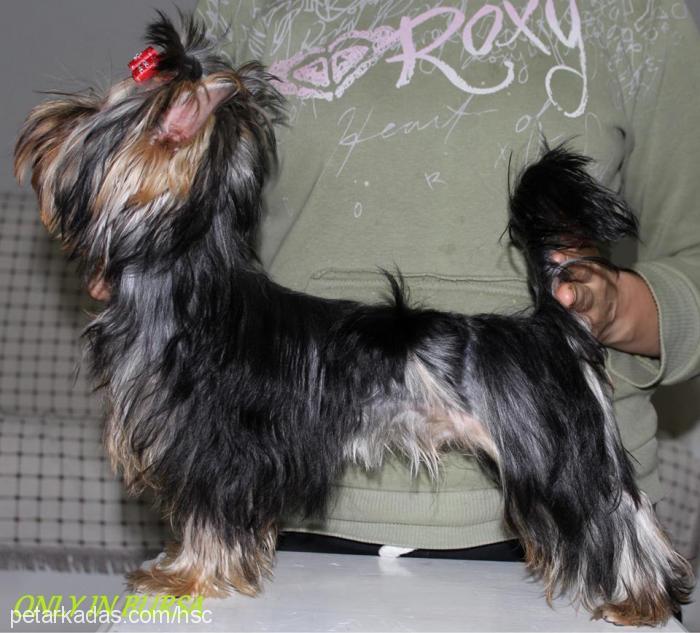 dİdoprometheuss Erkek Yorkshire Terrier