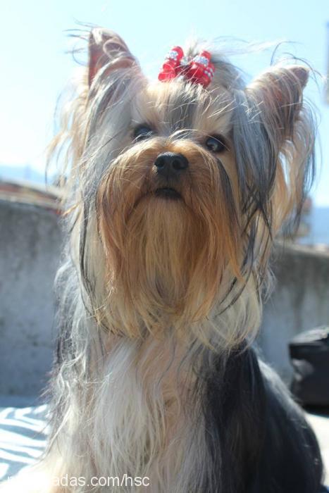 dİdoprometheuss Erkek Yorkshire Terrier