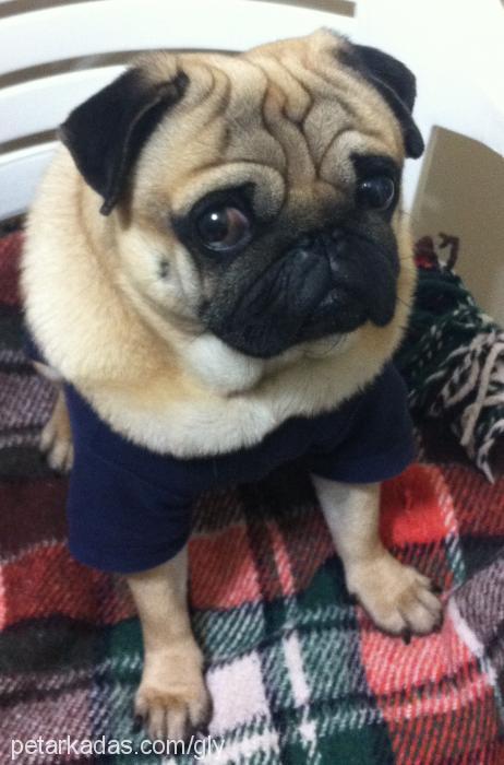 aliosman Erkek Pug