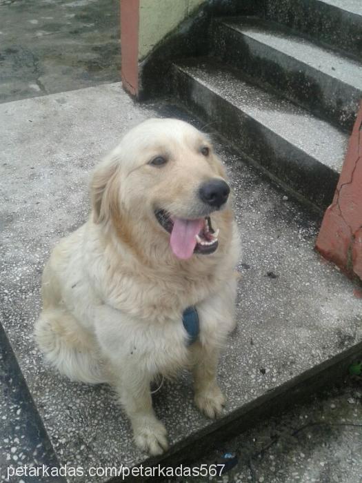 dost Erkek Golden Retriever