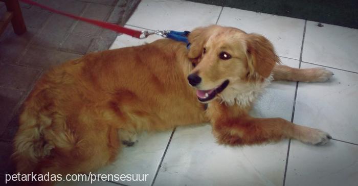 prenses Dişi Golden Retriever