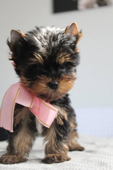 layla Dişi Yorkshire Terrier