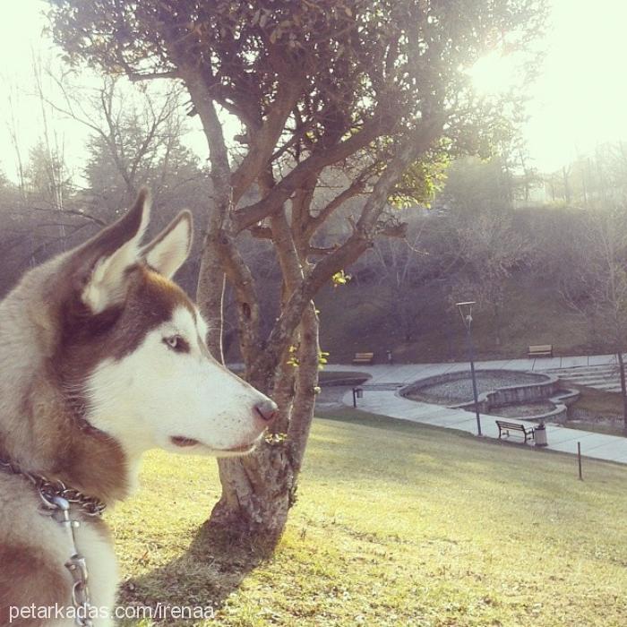 whisky Dişi Sibirya Kurdu (Husky)