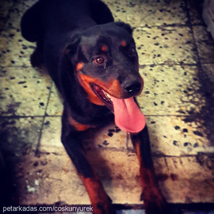 paşa Erkek Rottweiler