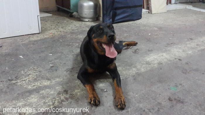 paşa Erkek Rottweiler