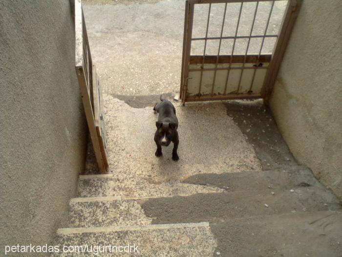 Şimba Dişi Amerikan Staffordshire Terrier