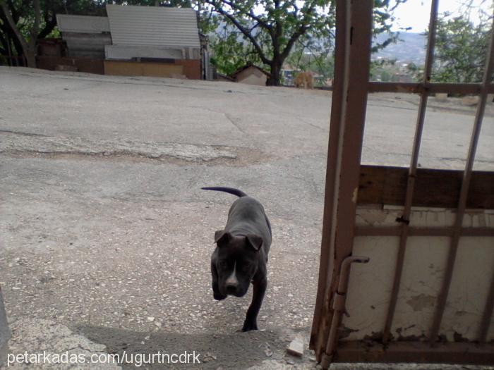 Şimba Dişi Amerikan Staffordshire Terrier