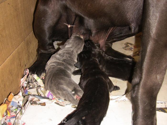 zillan Dişi Cane Corso Italiano