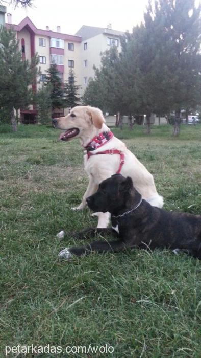 feya Dişi Cane Corso Italiano