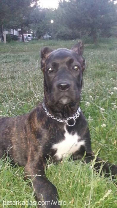 feya Dişi Cane Corso Italiano