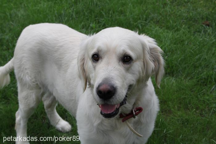 poker Erkek Golden Retriever