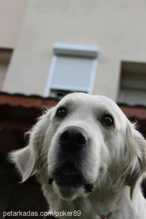 poker Erkek Golden Retriever