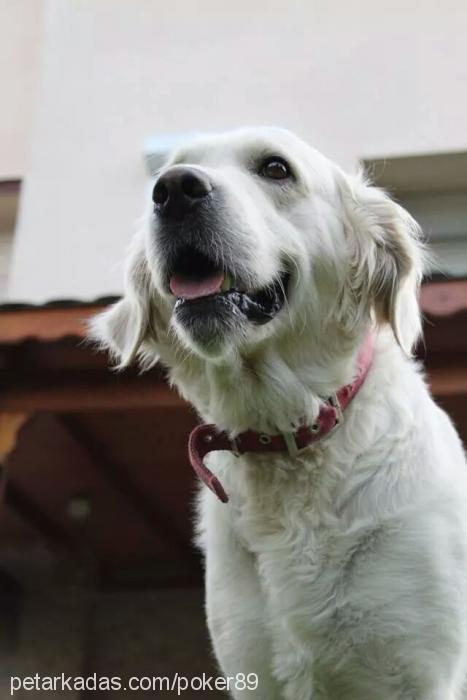 poker Erkek Golden Retriever