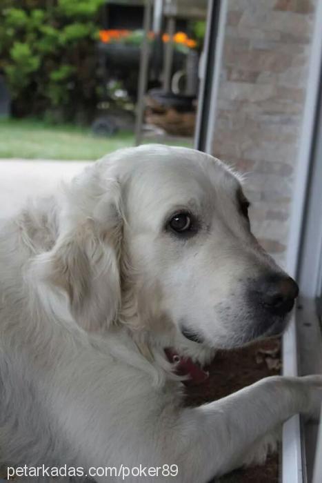 poker Erkek Golden Retriever