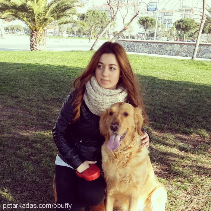 buffy Dişi Golden Retriever