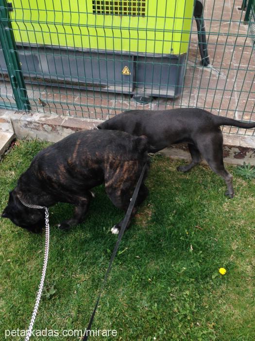 efe Erkek Cane Corso Italiano