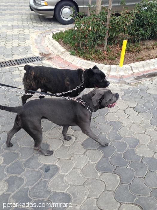 efe Erkek Cane Corso Italiano