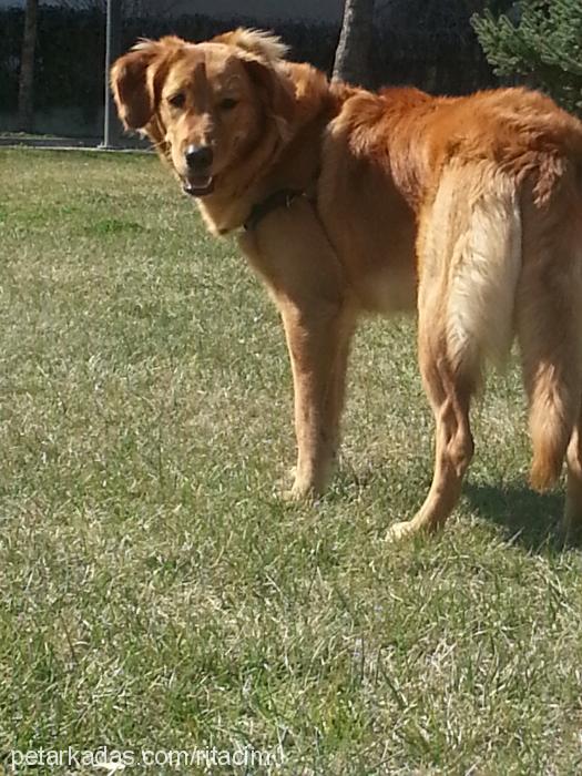 rita Dişi Golden Retriever