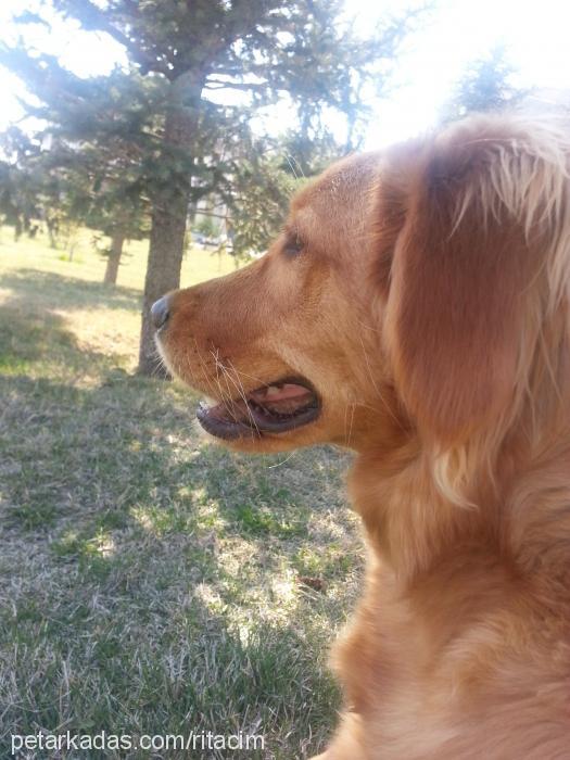 rita Dişi Golden Retriever