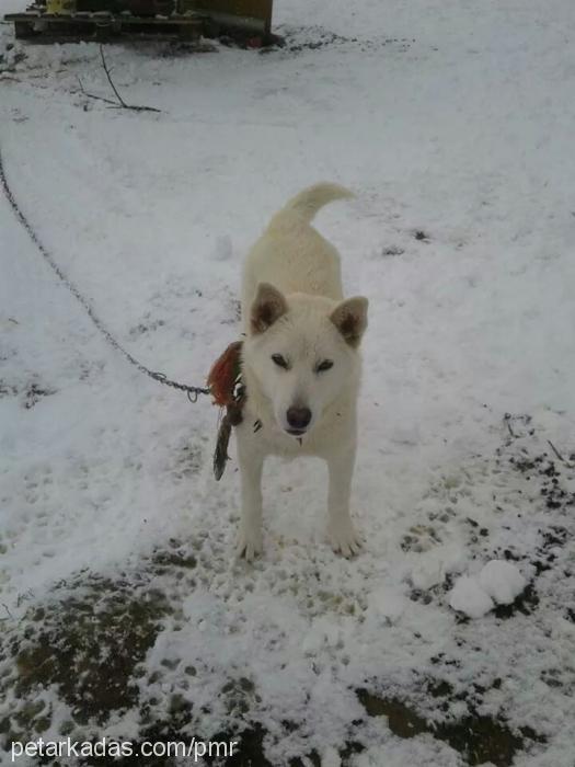 paşa Erkek Akita İnu