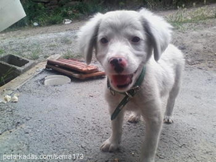 şirine Dişi Samoyed