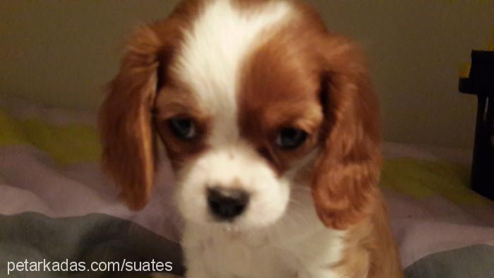 su Dişi Cavalier King Charles Spanieli