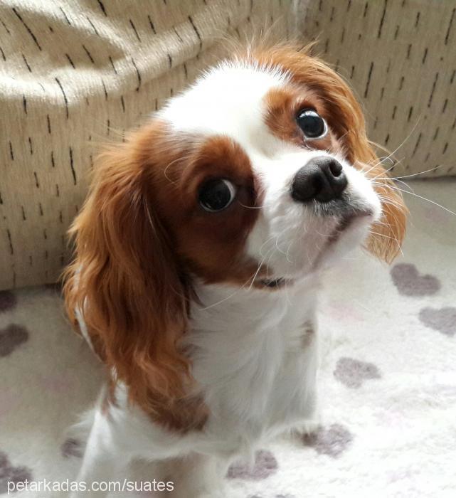 ateş Erkek Cavalier King Charles Spanieli