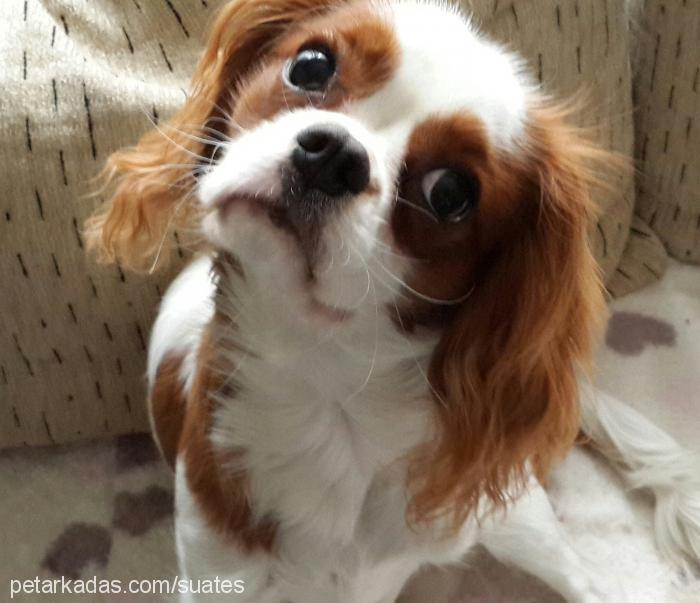 ateş Erkek Cavalier King Charles Spanieli