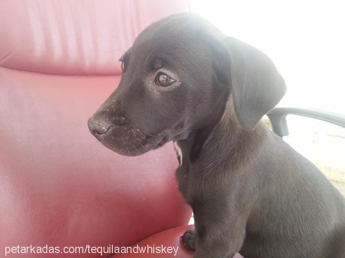 whisky Erkek Labrador Retriever