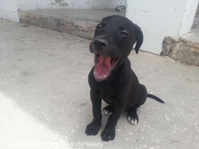 whisky Erkek Labrador Retriever