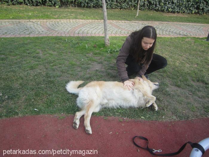 paşa Erkek Golden Retriever