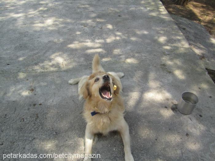 paşa Erkek Golden Retriever