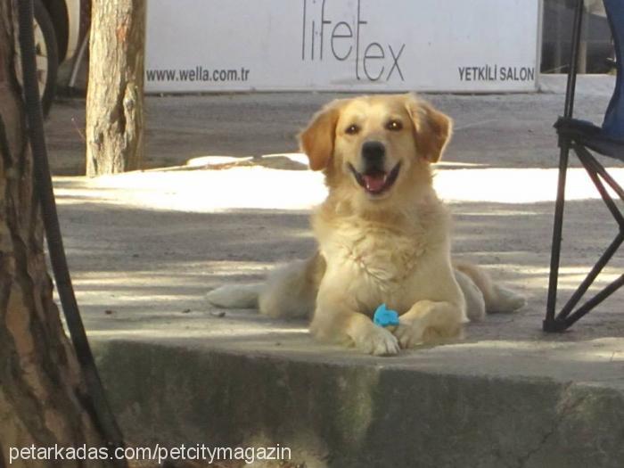 paşa Erkek Golden Retriever