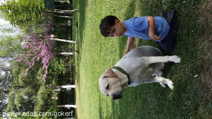 kÖpÜk Erkek Labrador Retriever