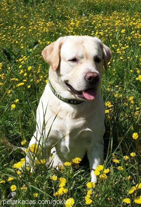 kÖpÜk Erkek Labrador Retriever